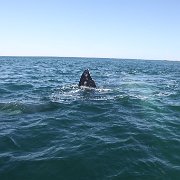 IMG 0001 2 (243)